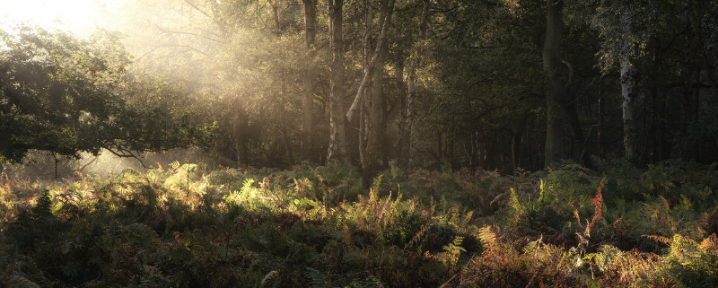  - Landscapes