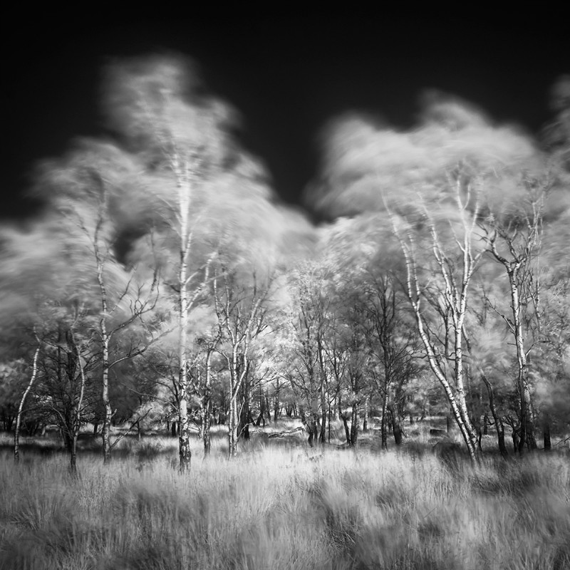 Within - Black & White