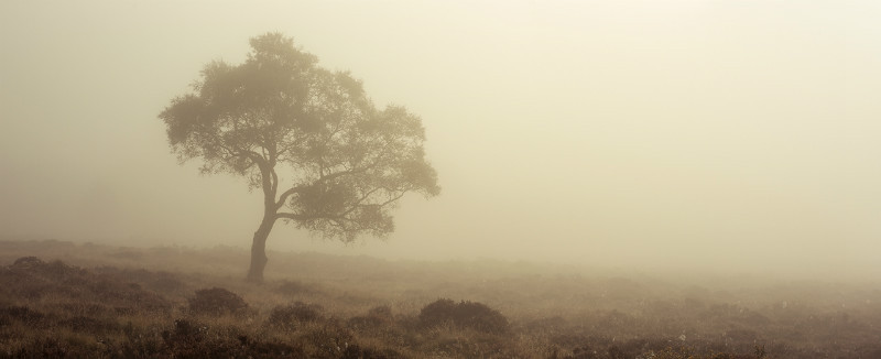  - Landscapes