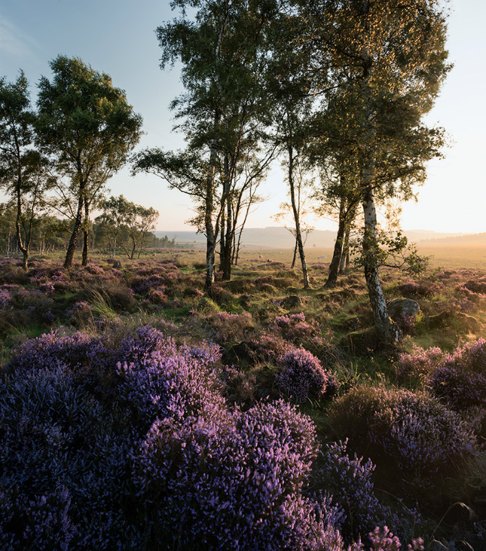 Radiant - Landscapes