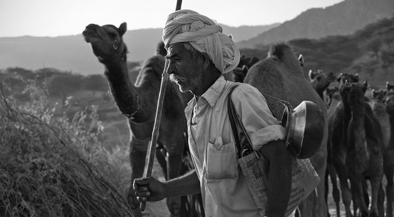 The Camel Run - Travel