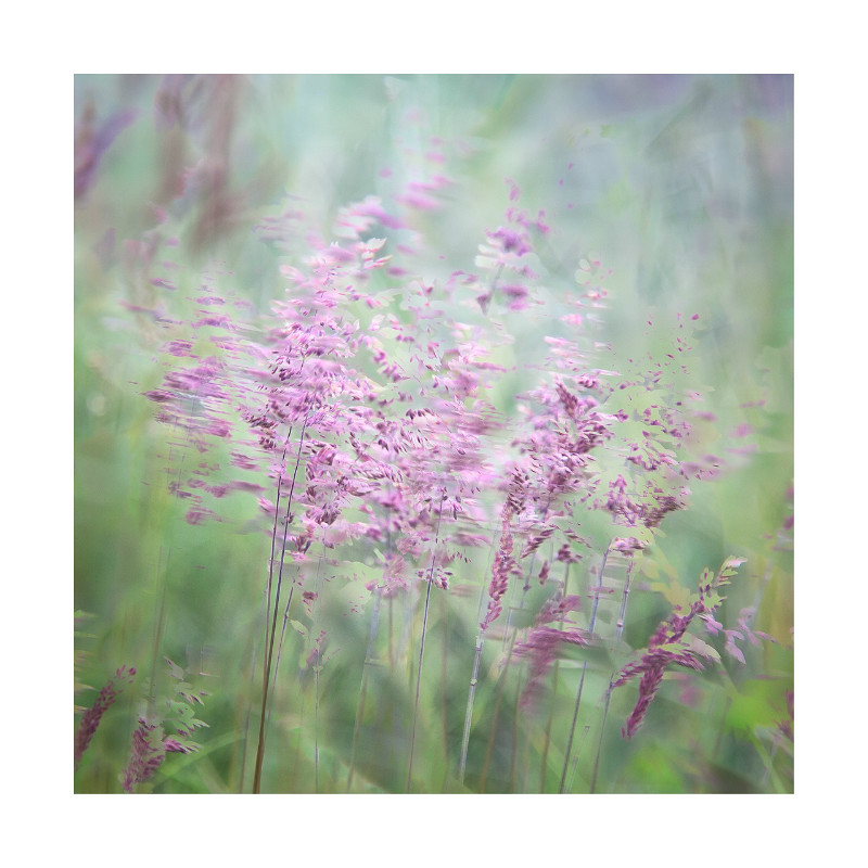 the paddock - Blurred Vision