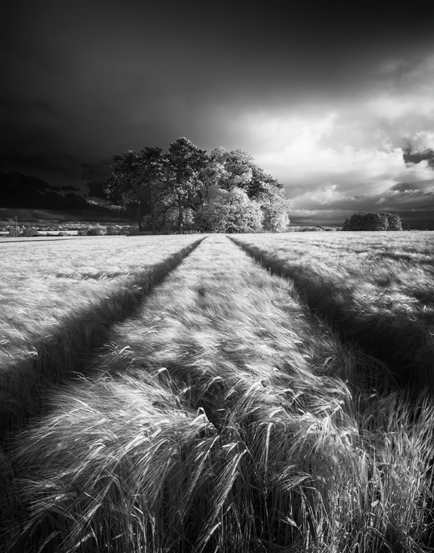 The Copse - Black & White