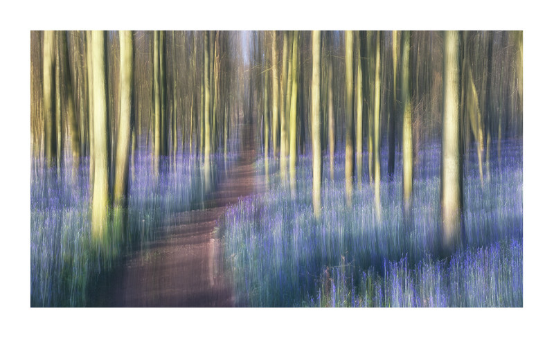 Bluebell woods, Dockey wood