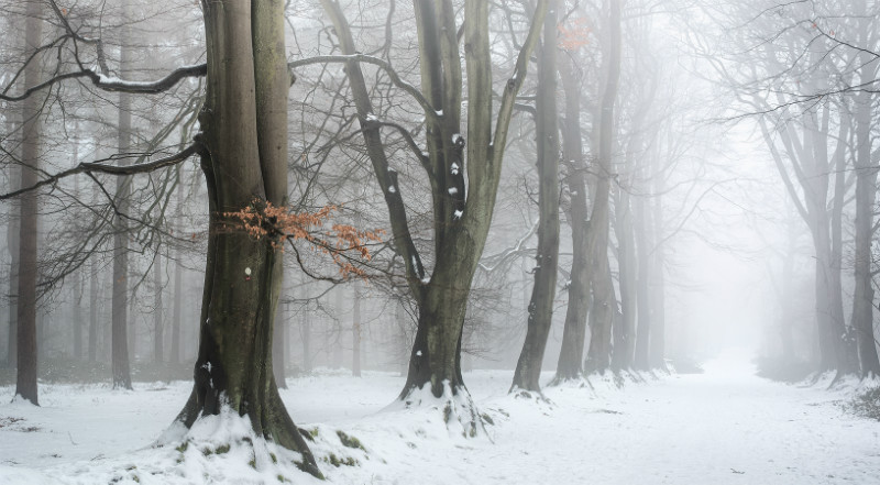 Winters tones - Latest Images