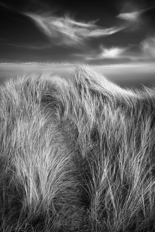 Dancing marram - Black & White