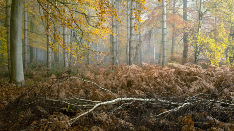Harlestone Firs