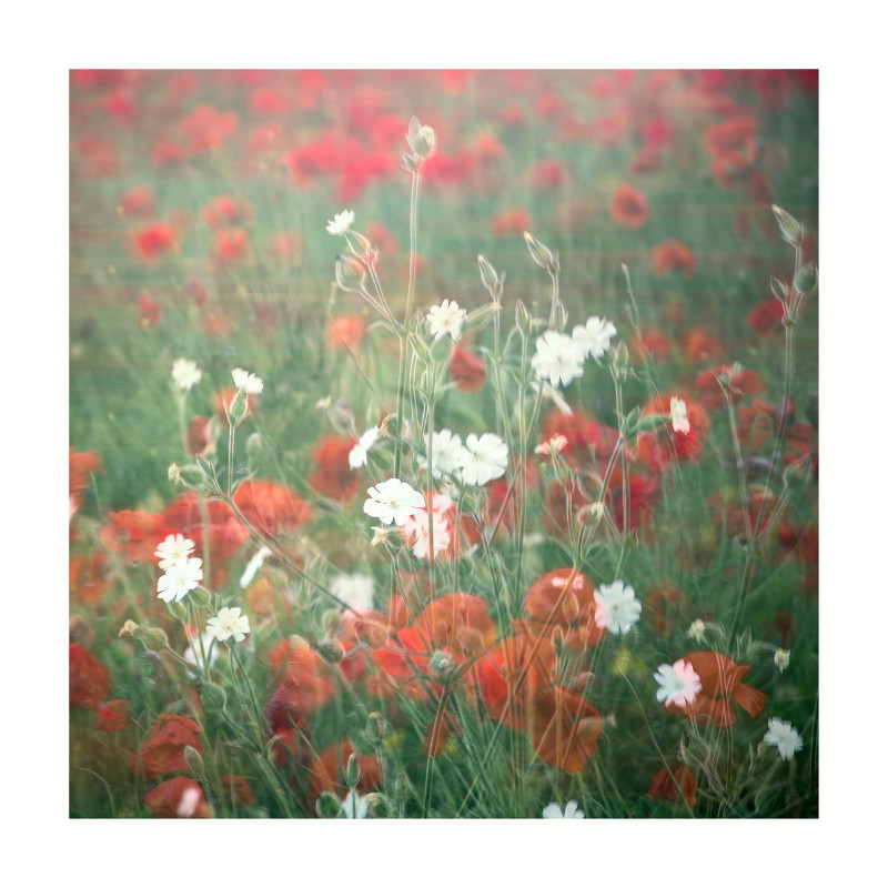 poppy - Blurred Vision