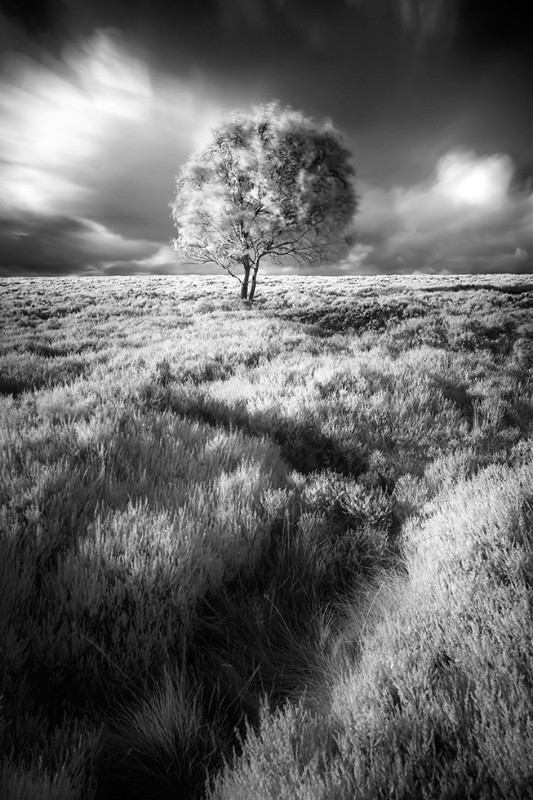 Summer Breeze - Black & White