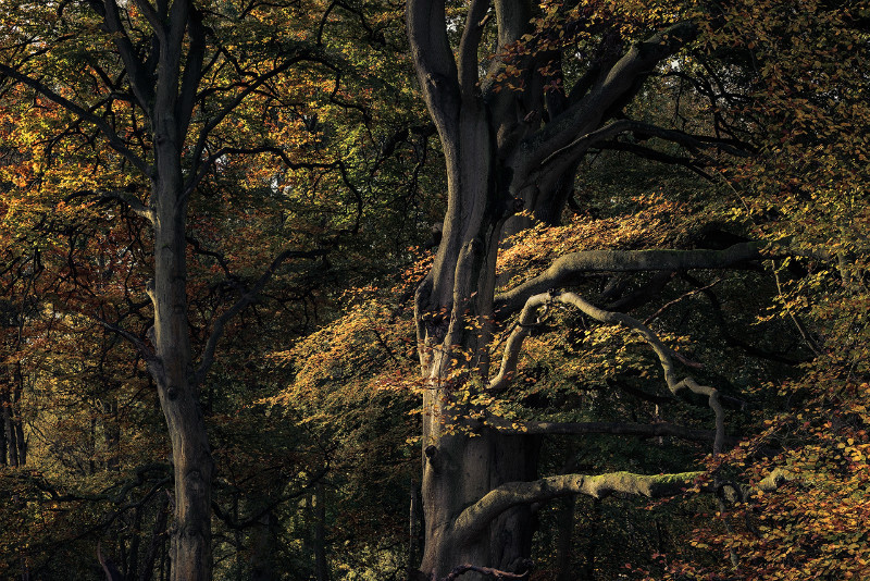Autumnal - Landscapes