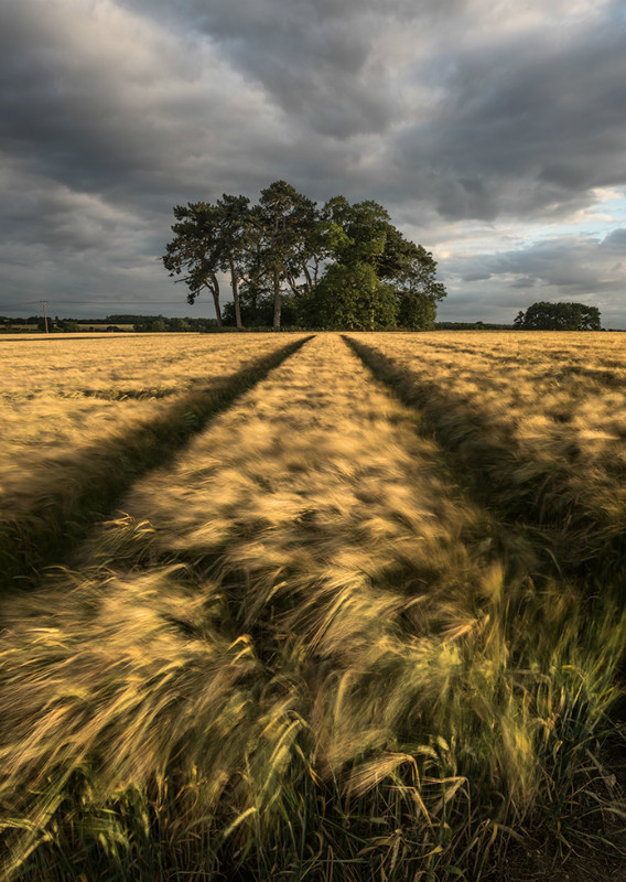 The barley run - Landscapes