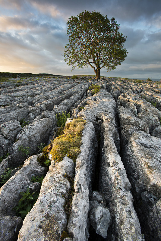 Adversity - Landscapes