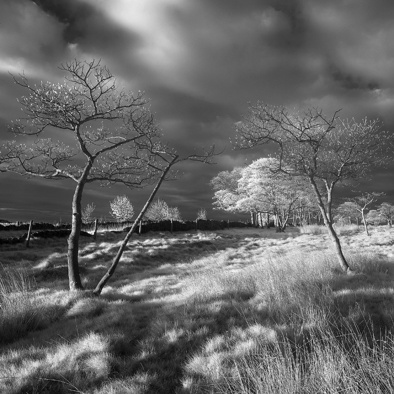 Garden lights - Black & White