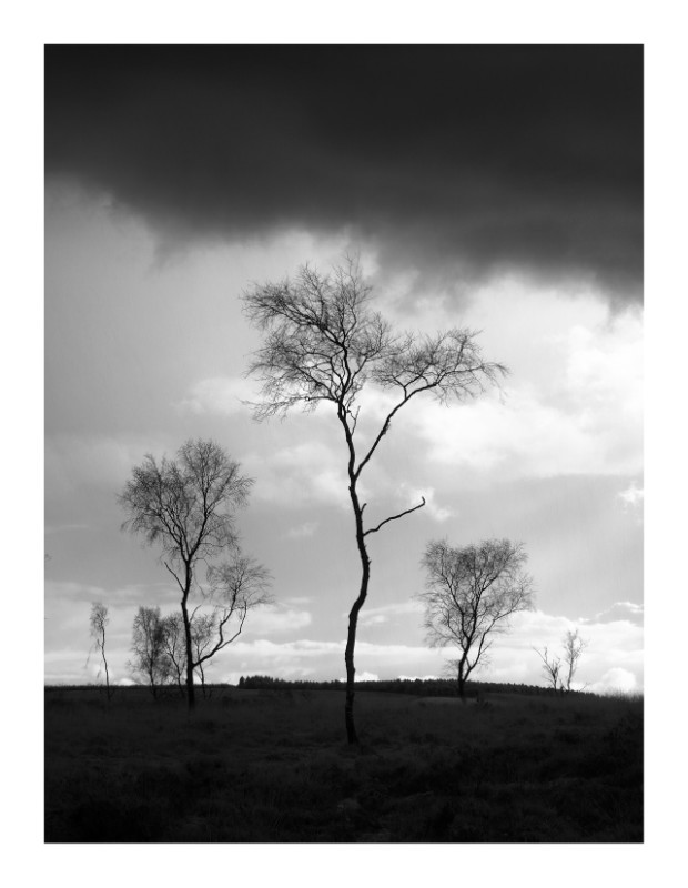 Descendants - Black & White