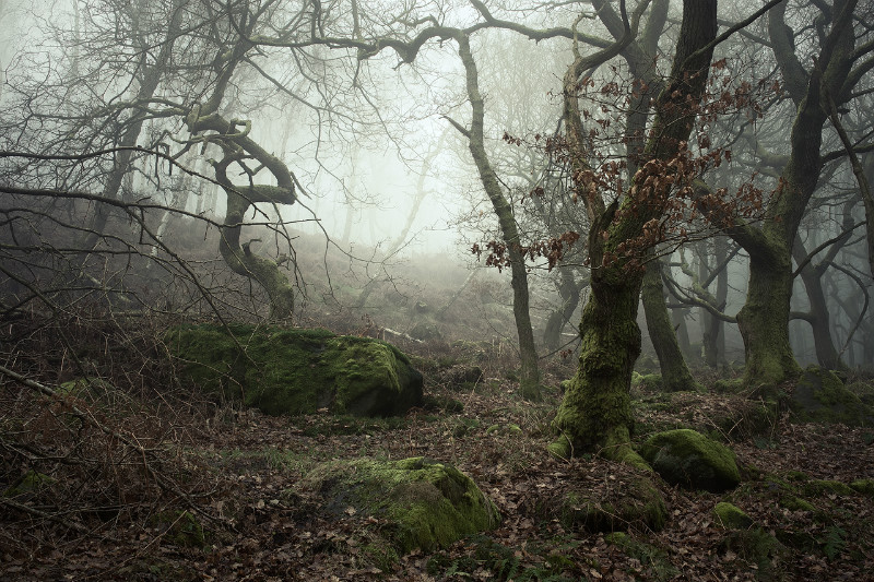 The Grove - Padley Gorge / Bolehill Quarry