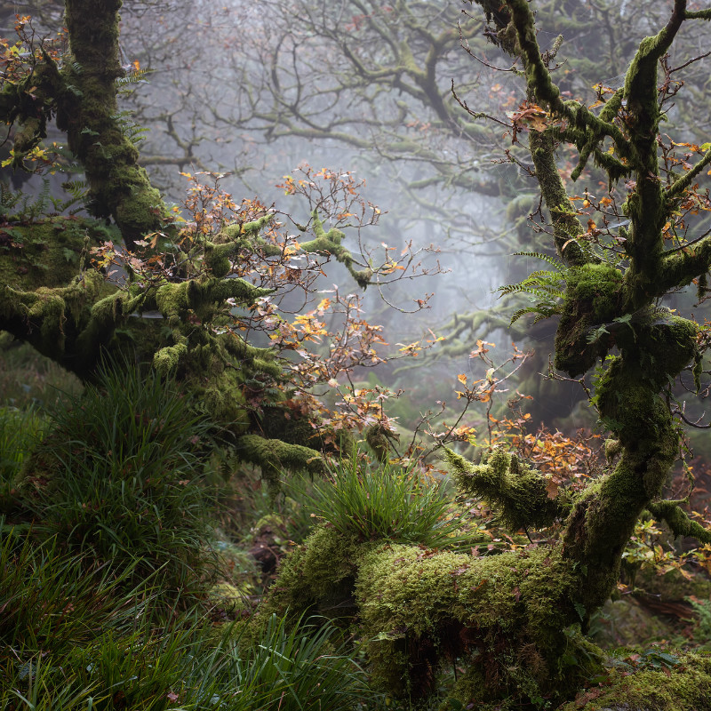 Wistman's wood