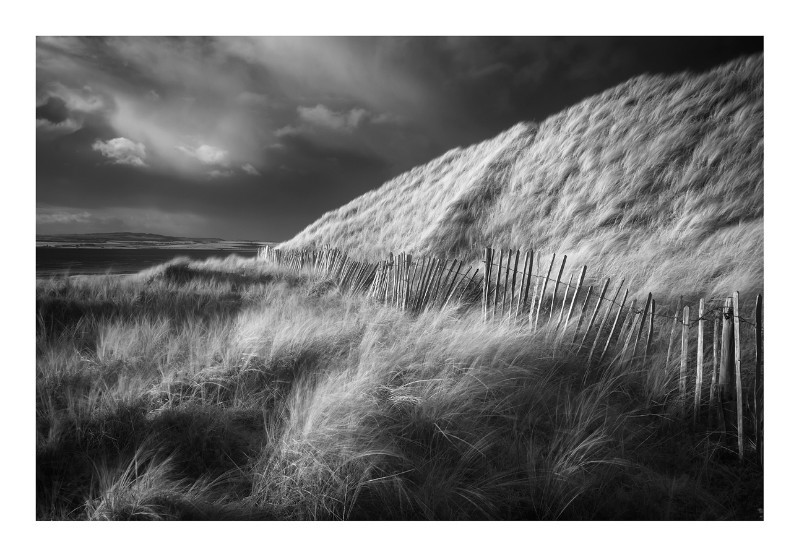 Marram grasses