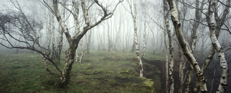 Betula Pendula - Padley Gorge / Bolehill Quarry