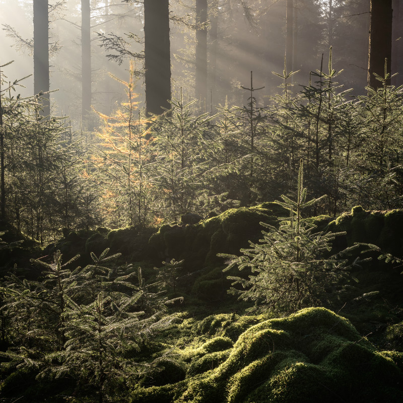  - Landscapes