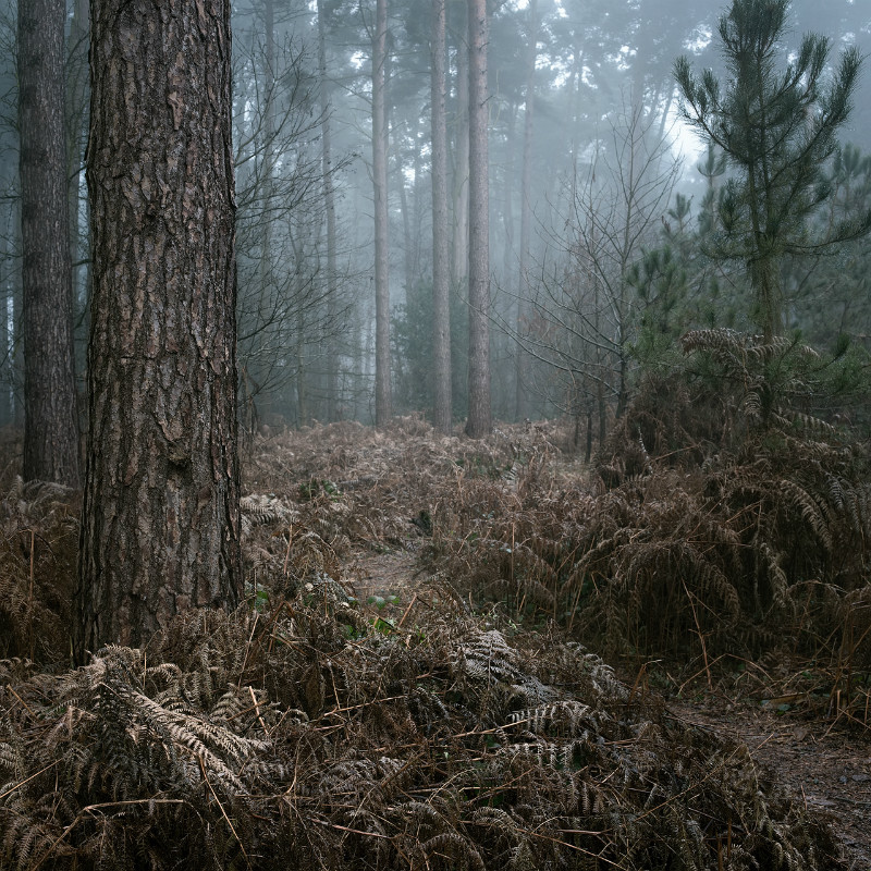  - Landscapes