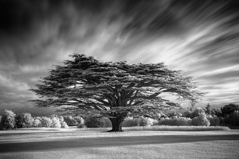 Cedrus - Black & White