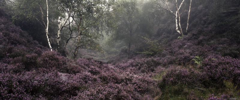  - Landscapes