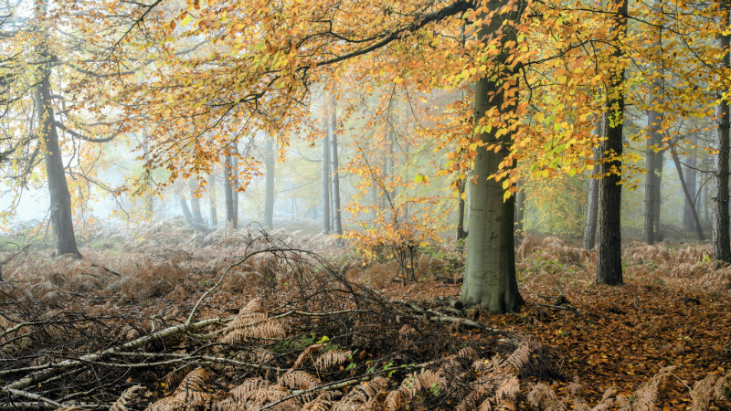 Harlestone Firs