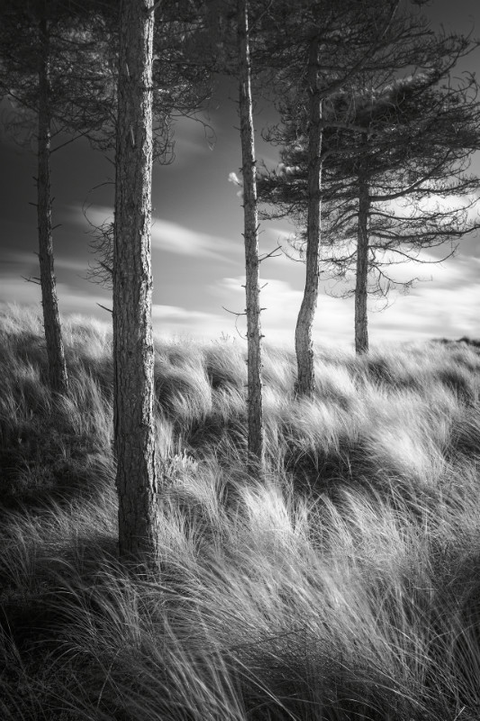 Marram sea - Black & White