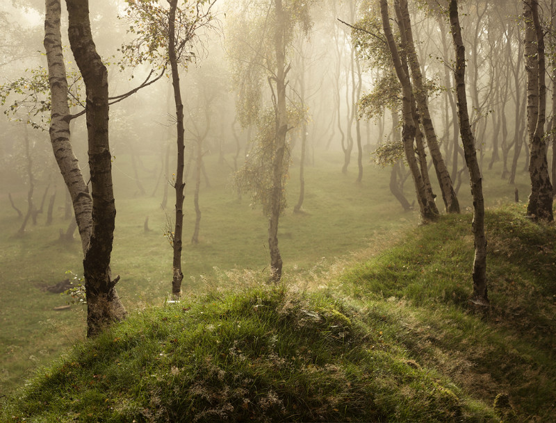 Webs & Dew - Landscapes