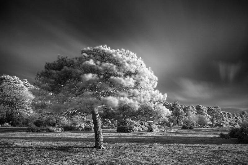  - Black & White
