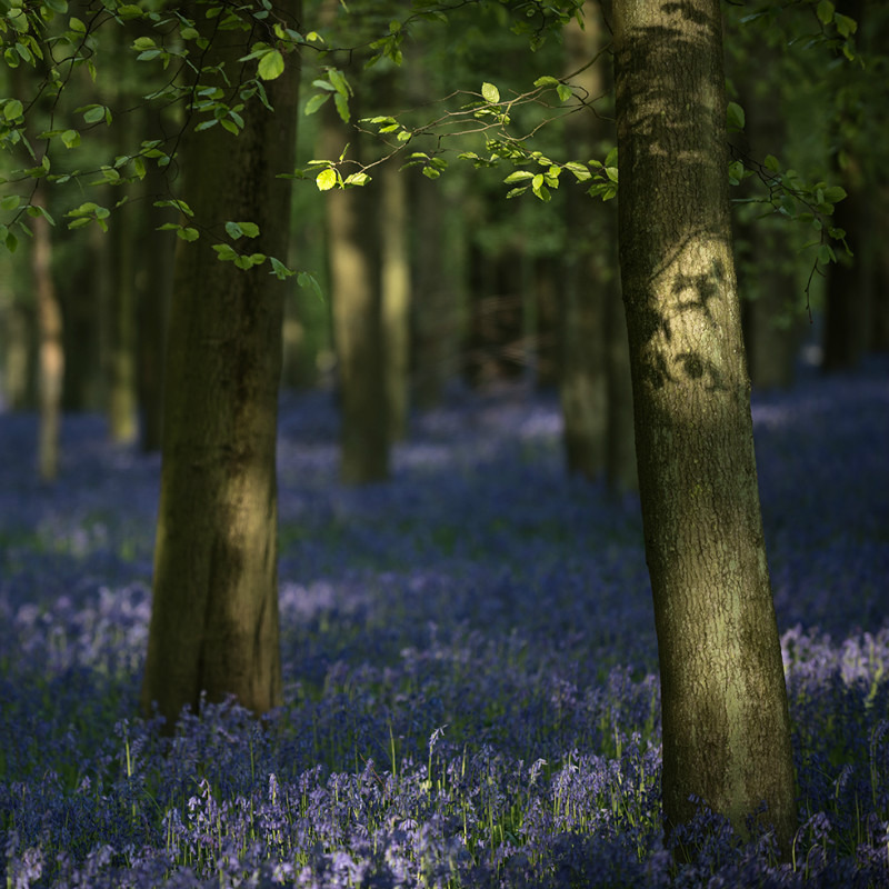 Dockey Wood