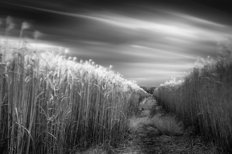 Flutter - Black & White