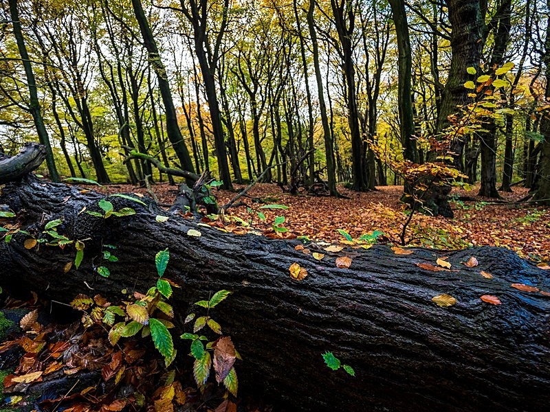Wilsons Woods - Woodland