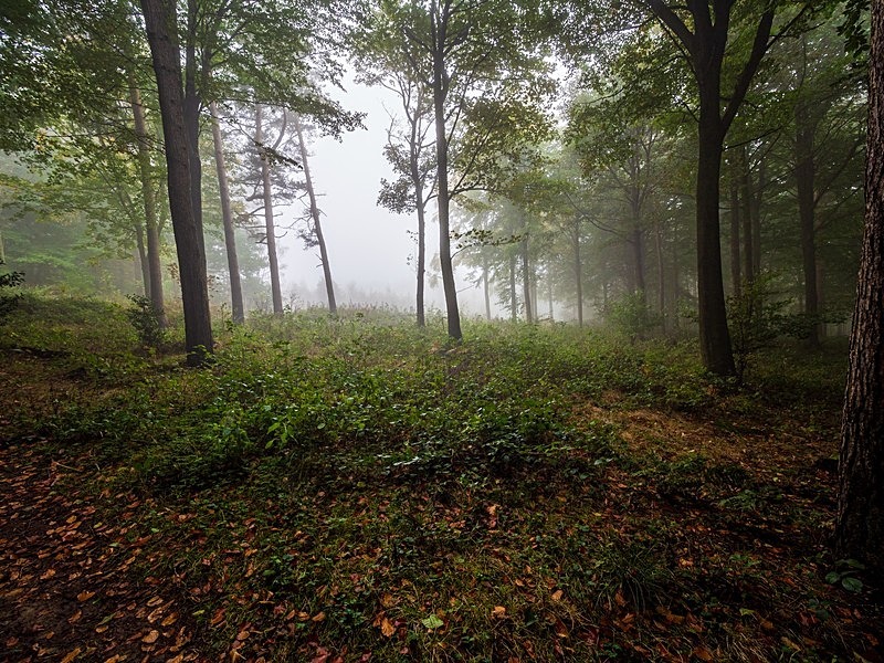 Danefield Woods - Woodland