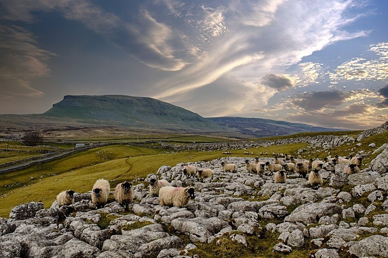 Pen-y-Ghent Mountain - Yorkshire Dales