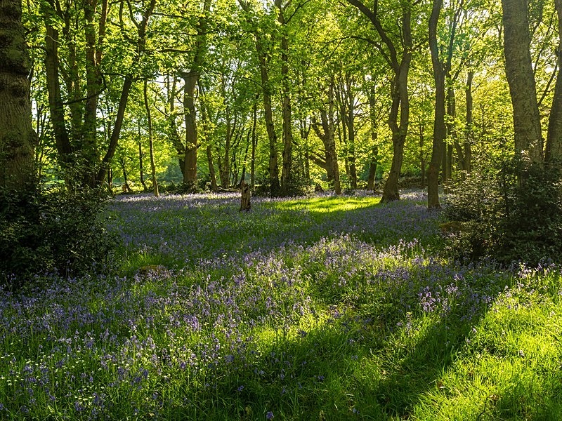 Weston Woods - Woodland