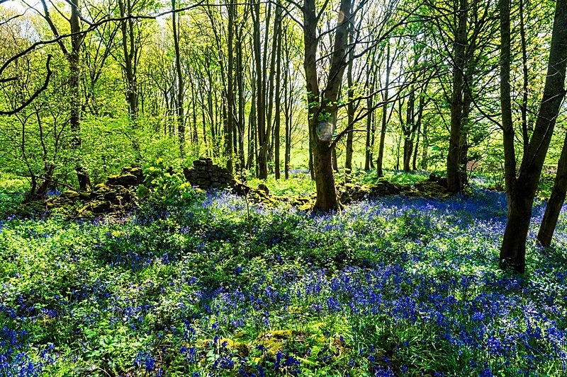  - Woodland