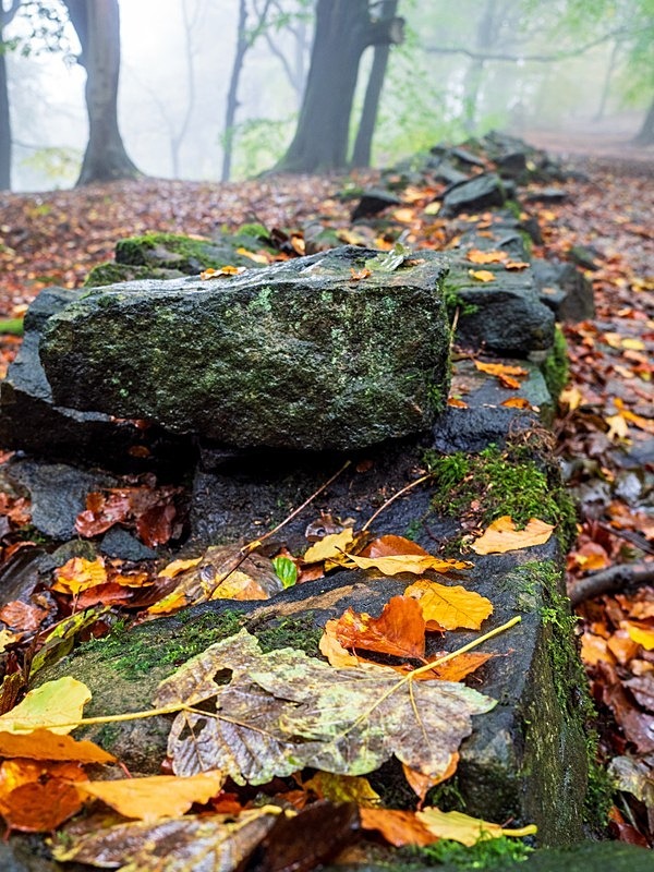 Wilsons Woods - Woodland