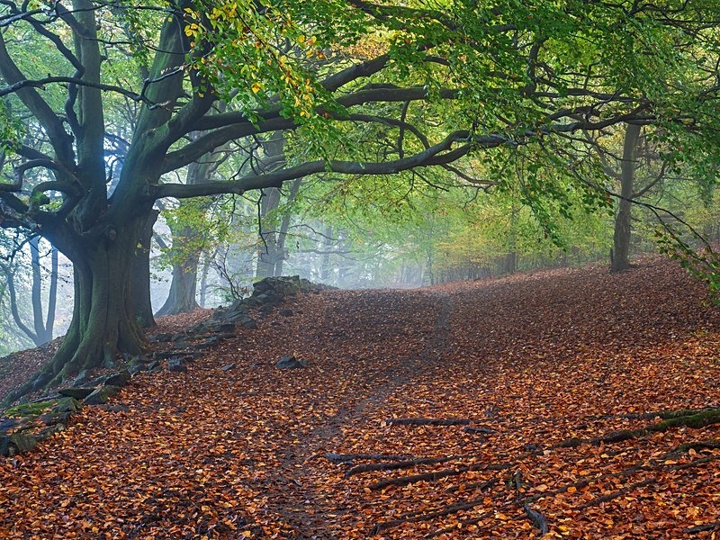 Wilsons Woods - Woodland