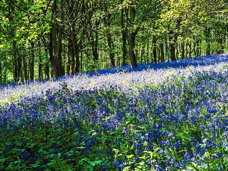  - Woodland
