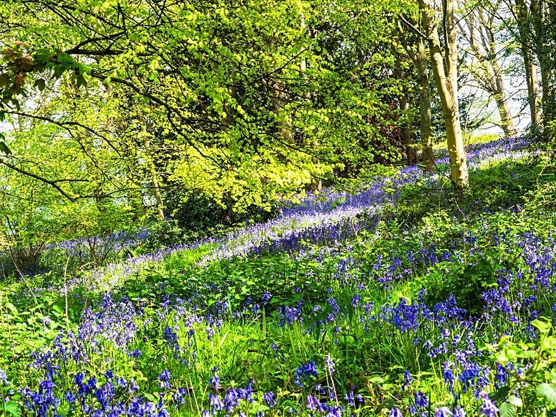  - Woodland