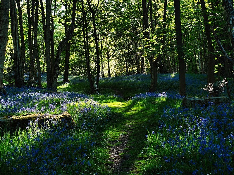Washburn Woods - Woodland