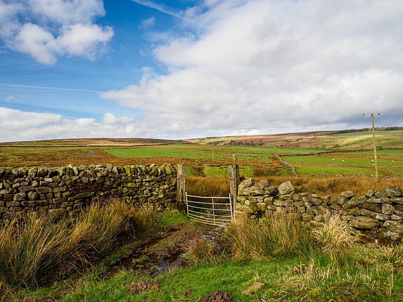Blubberhouses Moor - High Moorland