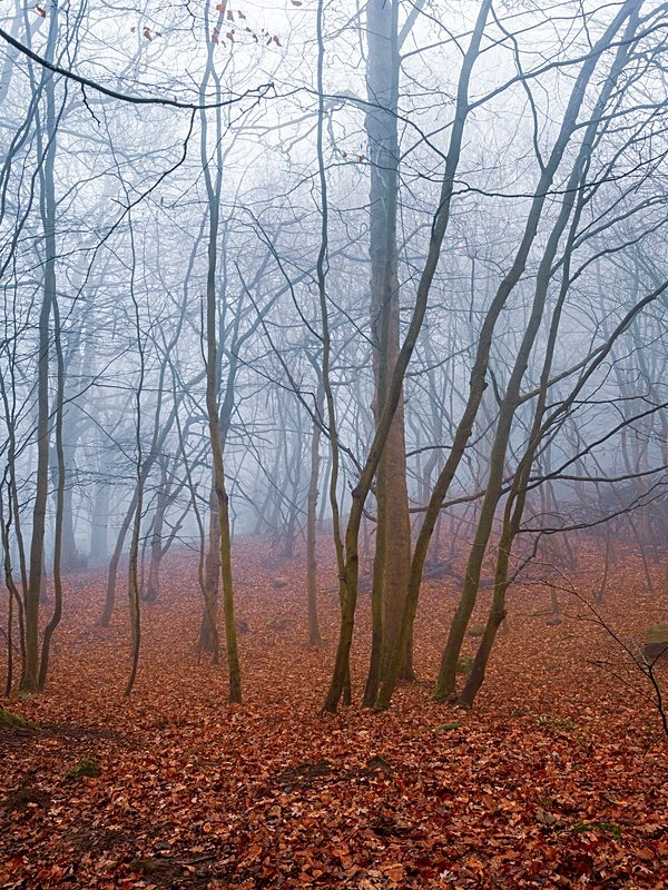 Otley Chevin Woods - Woodland