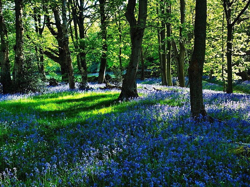 Washburn Woods - Woodland