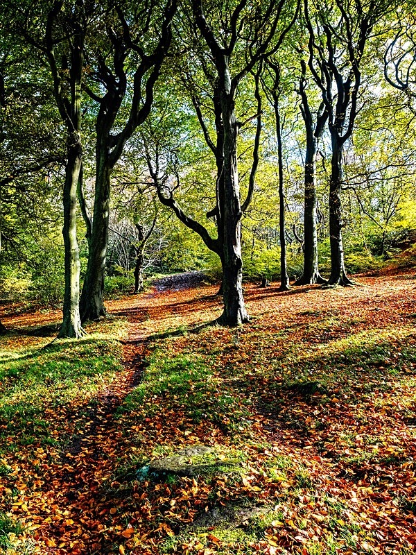 Wilsons Woods - Woodland