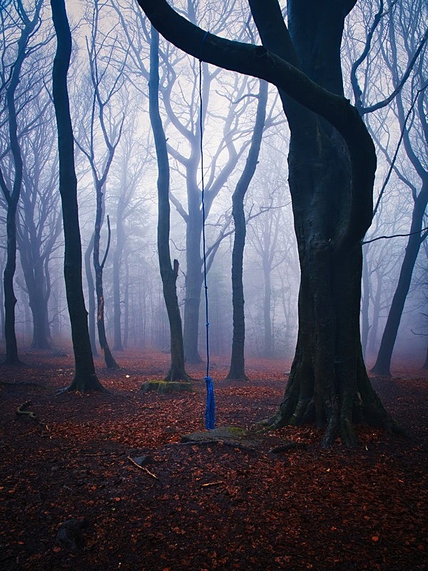 Wilsons Woods - Woodland