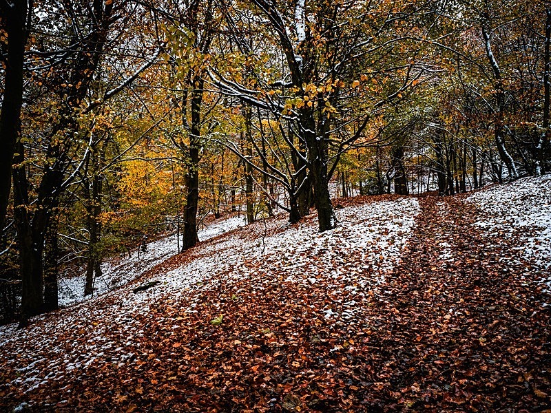 Wilsons Woods - Woodland