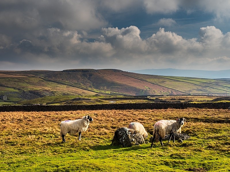 Grassington Sheep - Yorkshire Dales