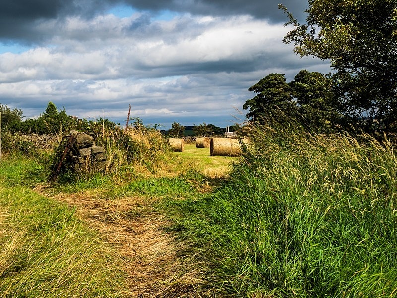 Timble Meadows - Assorted Other